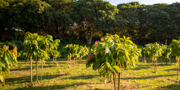 cocoa traders need to be aware of the EUDR