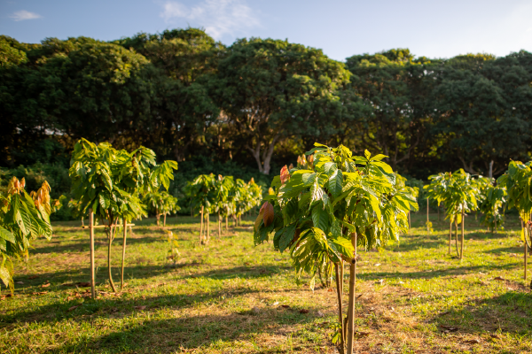 cocoa traders need to be aware of the EUDR