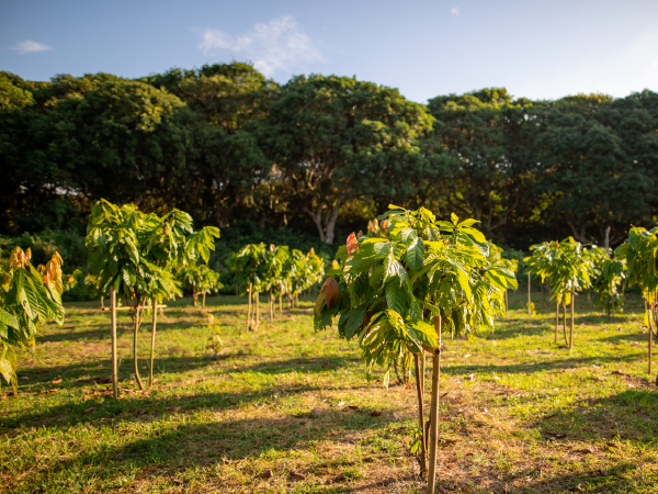 EUDR cocoa traceability cocoa traders need to be aware of the EUDR