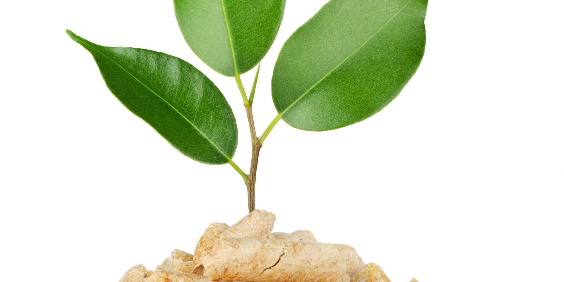 biomass supply chain