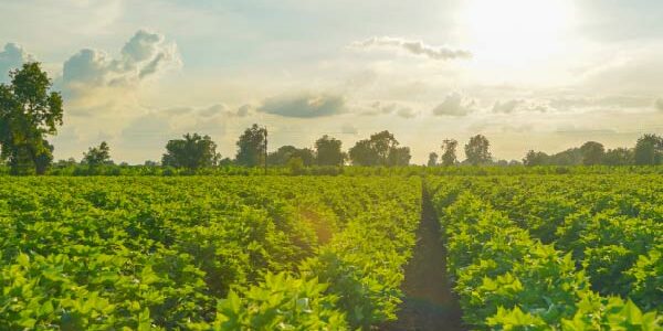 Managing cotton sustainability data