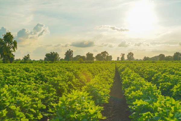 Managing cotton sustainability data