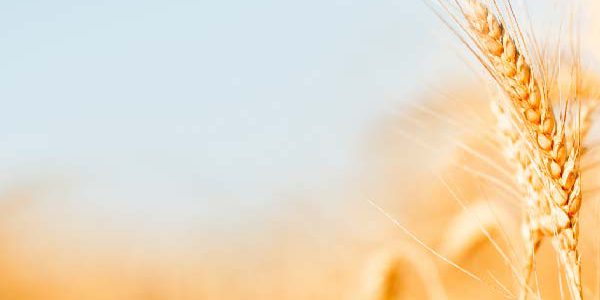 ctrm pinpoints the data ags traders need