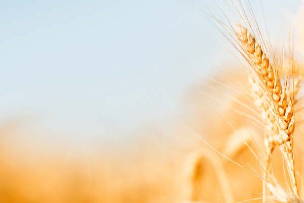 ctrm pinpoints the data ags traders need