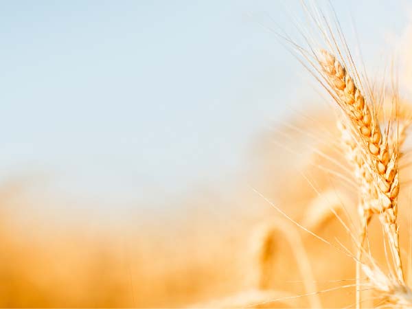 ags and softs ctrm for trade finance ctrm pinpoints the data ags traders need