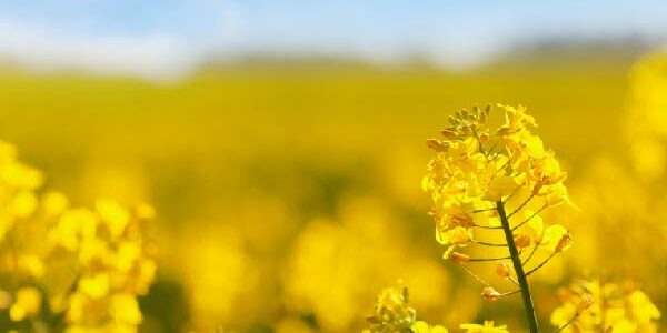 biofuels in commodity shipping