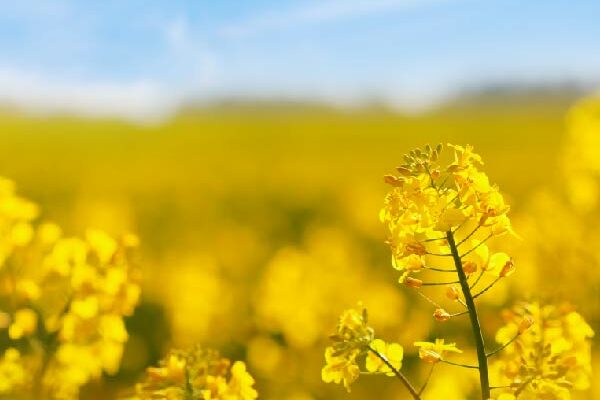 biofuels in commodity shipping