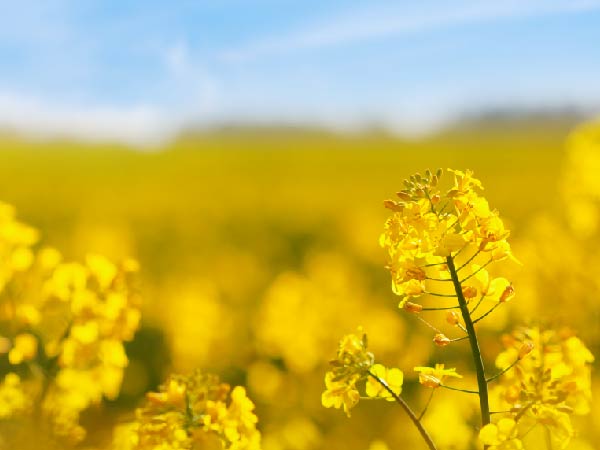 biofuels in commodity shipping