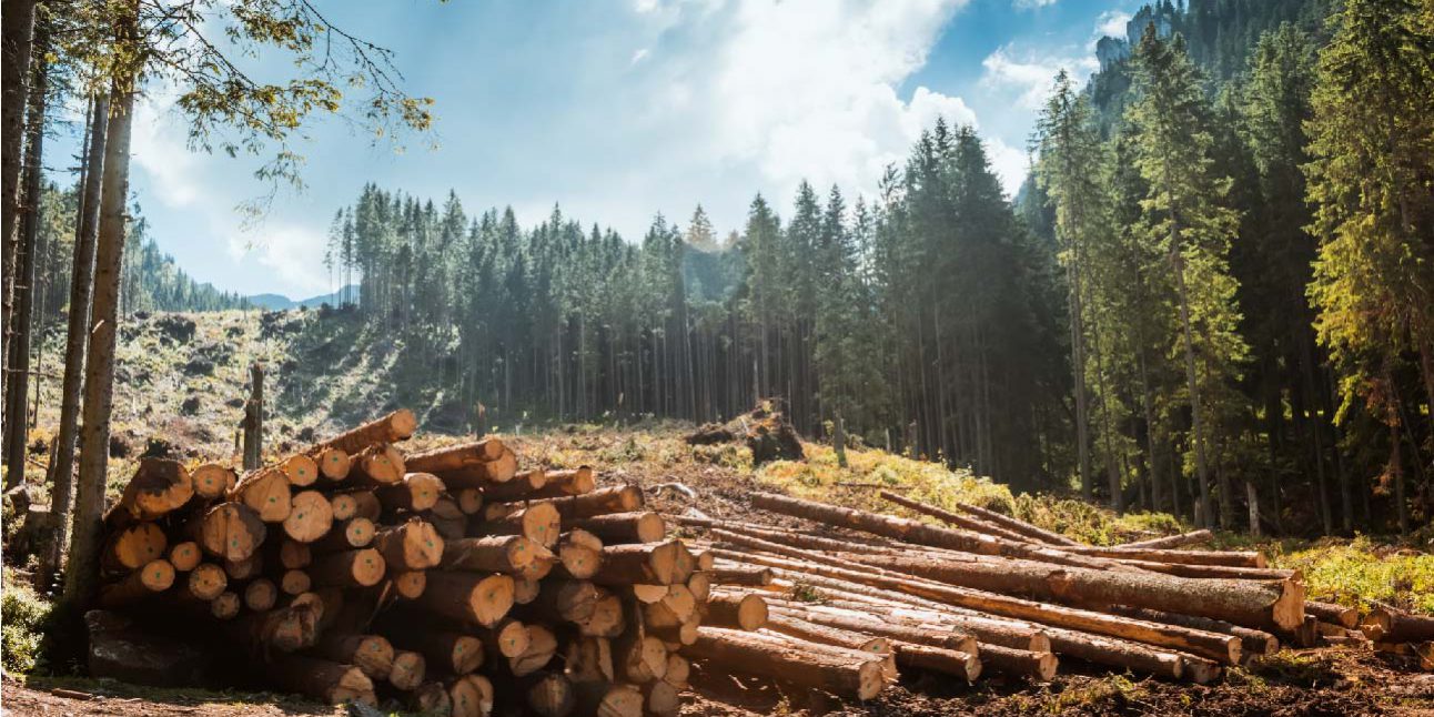 biomass supply chains