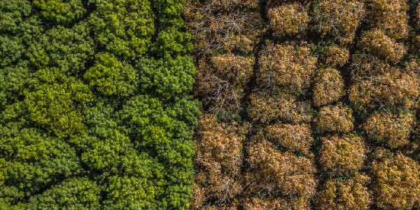 problems with carbon markets