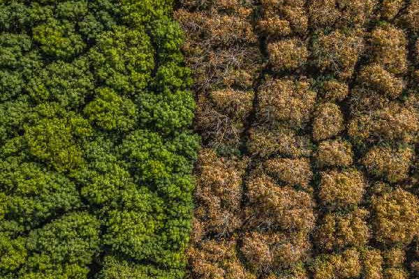 problems with carbon markets