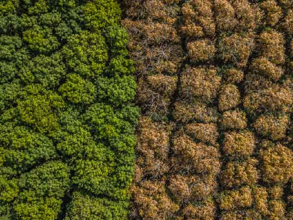 problems with carbon markets