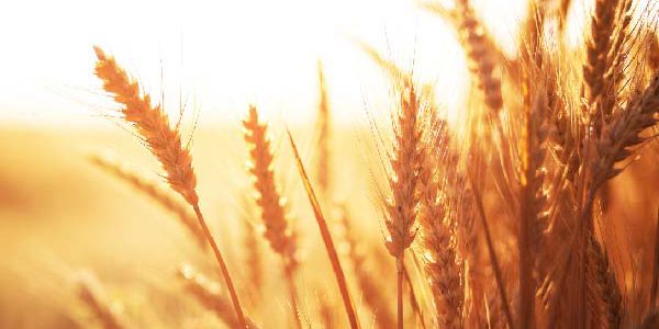 counterparty credit risk in commodities