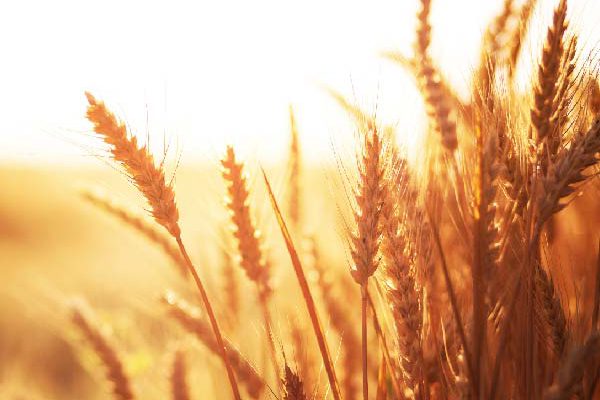 counterparty credit risk in commodities