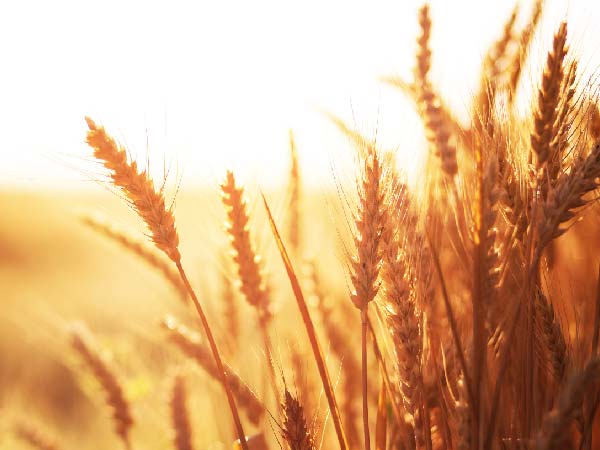 climate change credit risk counterparty credit risk in commodities