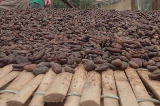 cocoa sustainability