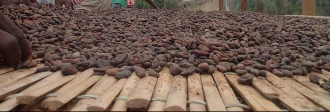 cocoa sustainability