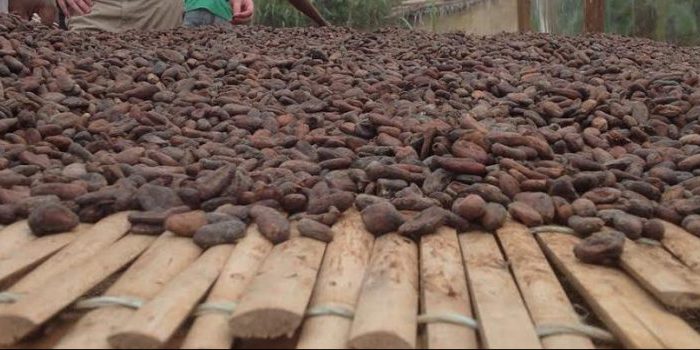 cocoa sustainability