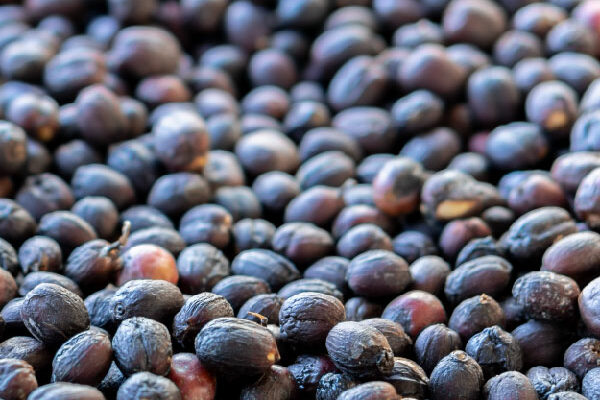 commodity management and traceability in cocoa