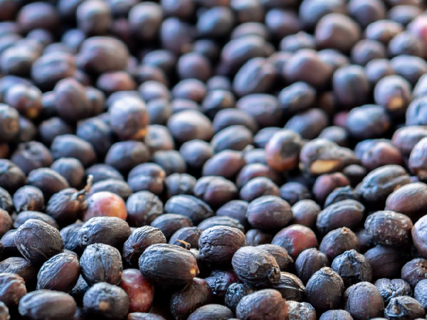 cocoa traceability commodity management and traceability in cocoa