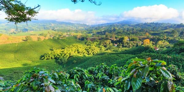 Sustainability affects coffee CTRM requirements