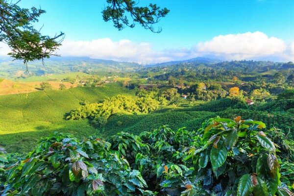 coffee ctrm Sustainability affects coffee CTRM requirements