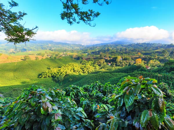 Sustainability affects coffee CTRM requirements