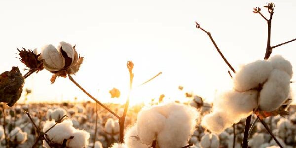 Cotton commodity management solving CTRM problems
