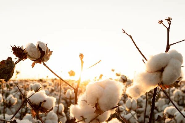 Cotton commodity management solving CTRM problems