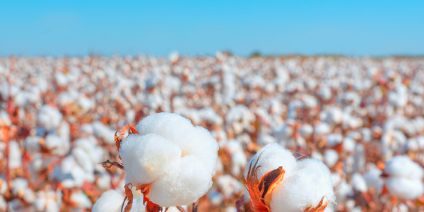 Commodity Management Systems and Cotton CTRMs