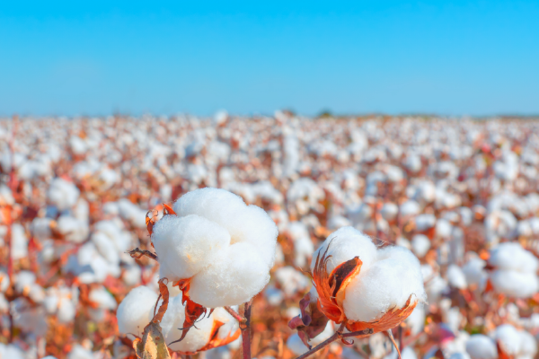 cotton ctrm and commodity management systems-01 Commodity Management Systems and Cotton CTRMs