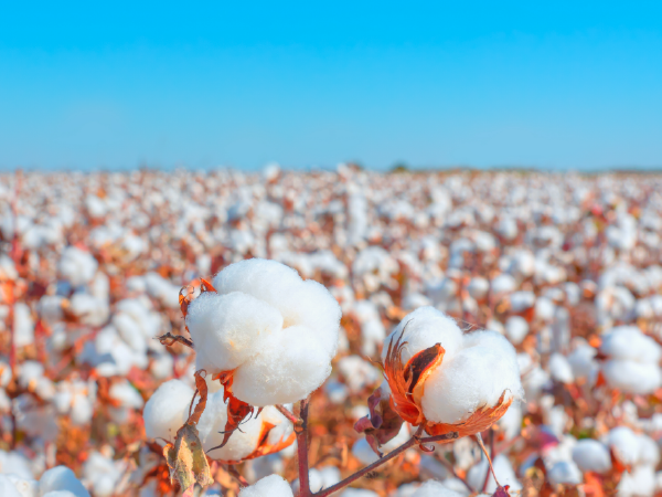 Commodity Management Systems and Cotton CTRMs