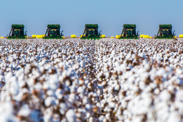 cotton trading data managing data in cotton trading