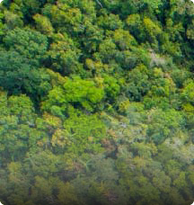 environmental markets carbon-01 Environmental Markets