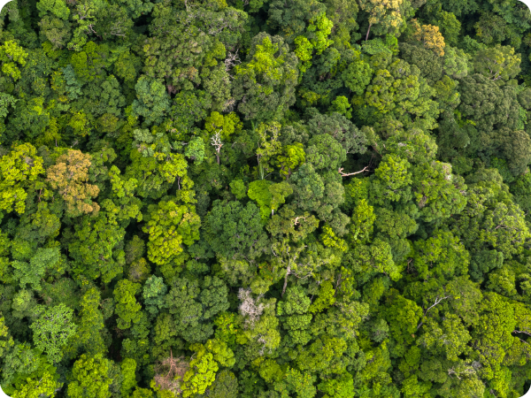 environmental markets carbon trading and environmental markets