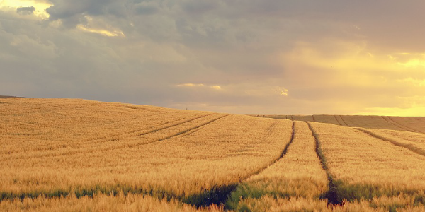 grain trading risk and commodity management