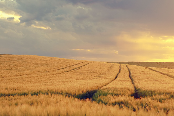 grain trading risk and commodity management