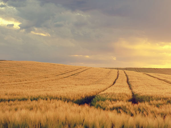 grain trading risk and commodity management