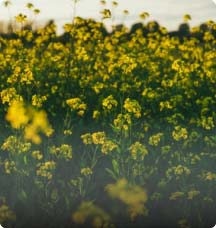 oilseed commodity management Oilseed CTRM