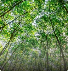 rubber ctrm ctrm for polymers